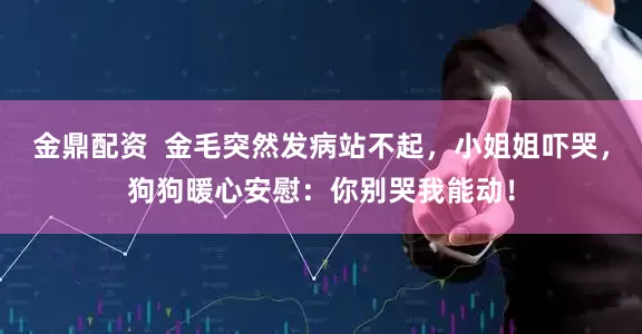 金鼎配资  金毛突然发病站不起，小姐姐吓哭，狗狗暖心安慰：你别哭我能动！