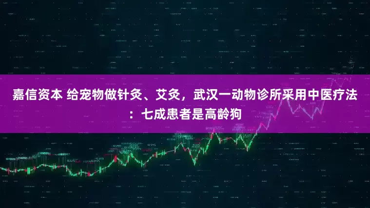 嘉信资本 给宠物做针灸、艾灸，武汉一动物诊所采用中医疗法：七成患者是高龄狗